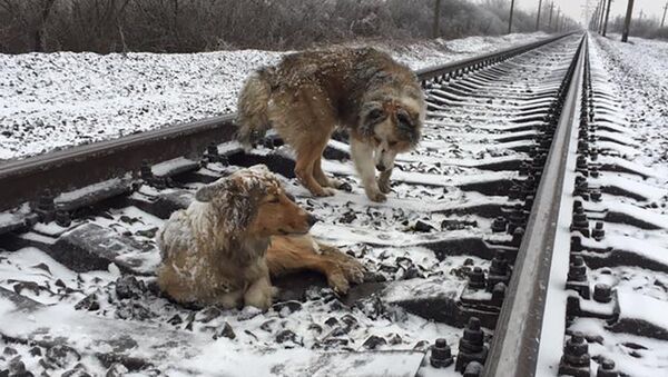 Собаки на рельсах в селе Цегловка - Sputnik Армения