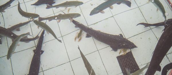 Рыба в магазине - Sputnik Արմենիա