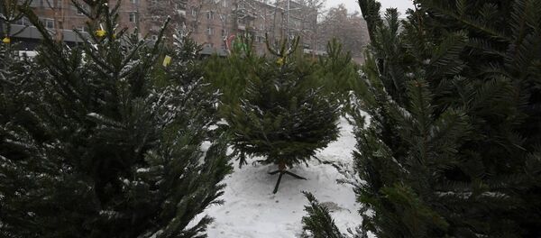 Продажа елей в Армении Продажа елей в Армении - Sputnik Армения