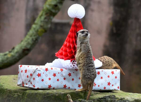 Подарочки любят все - даже животные в зоопарках. - Sputnik Армения