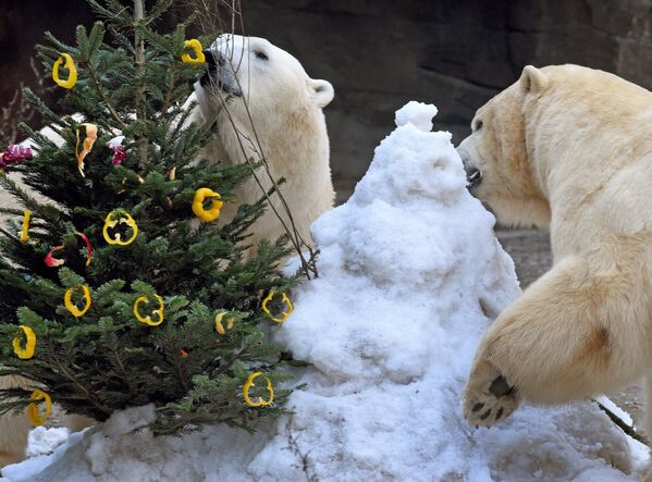 Полярные медведи оценили, как грамотно работники зоопарка украсили елочку. - Sputnik Армения
