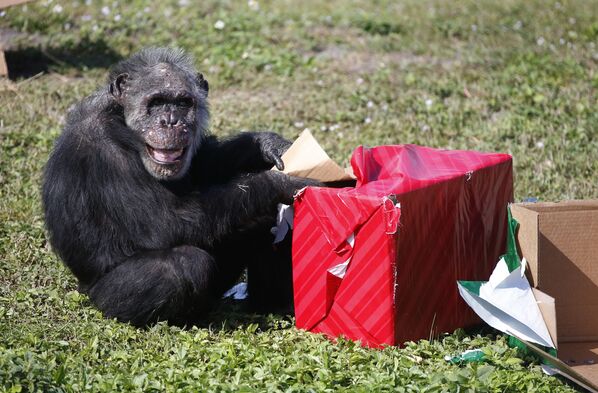 Շիմպանզեն անչափ երջանիկ է նվերի համար։ - Sputnik Արմենիա
