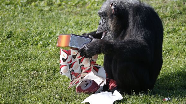 Шимпанзе - Sputnik Армения