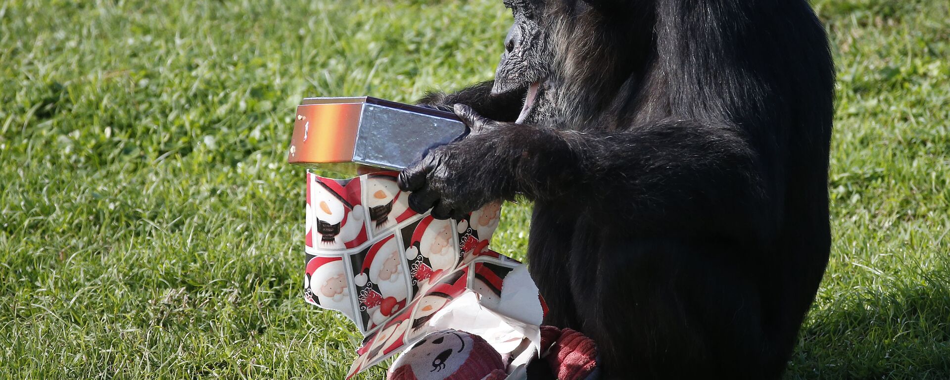 Шимпанзе - Sputnik Армения, 1920, 21.11.2025