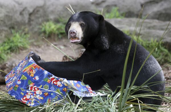 Малайский медведь удивлен не меньше вашего. - Sputnik Армения
