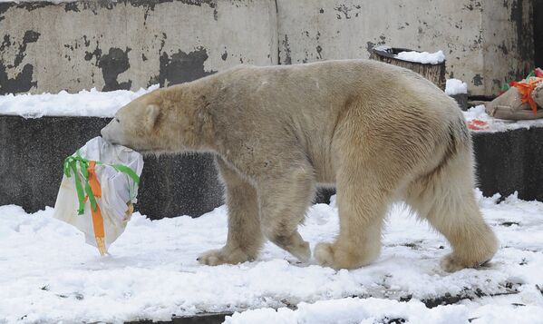Белый медведь решает, что вскрывать подарок лучше наедине - там наверняка что-то вкусное. - Sputnik Армения