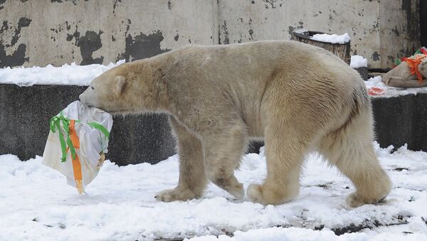 Белый медведь - Sputnik Армения