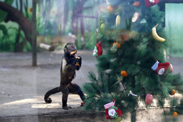 Обезьянка рада, что все подарочки на елке - прыгать и снимать их ей намного интереснее. - Sputnik Армения