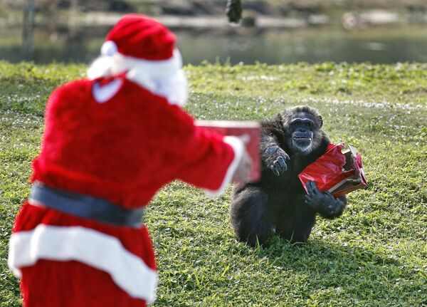 Шимпанзе не откажется от дополнительных подарков от Санты. - Sputnik Армения
