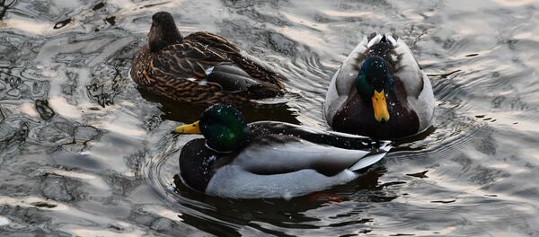 Утки Утки - Sputnik Армения