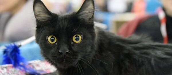 XIII Международная выставка кошек Гран-при Royal Canin 2014 XIII Международная выставка кошек Гран-при Royal Canin 2014 - Sputnik Արմենիա