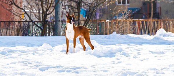 Боксер по имени Рокки - Sputnik Армения