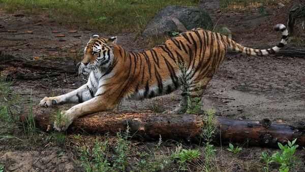 Тигр. Зоопарк в Эберсвальде - Sputnik Արմենիա