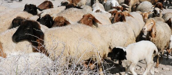 Стадо баранов Стадо баранов - Sputnik Արմենիա
