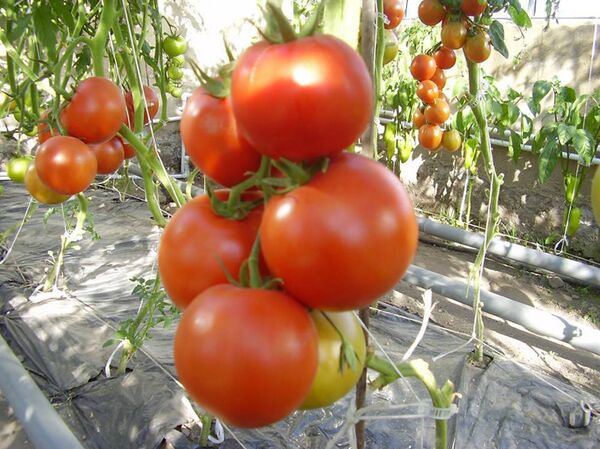 Использование солнечной энергии в армянских селах Торос и Басен Использование солнечной энергии в армянских селах Торос и Басен - Sputnik Արմենիա