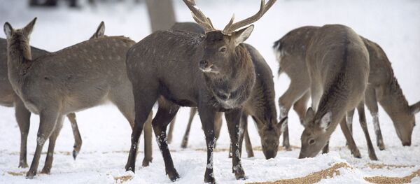 Олени - Sputnik Армения