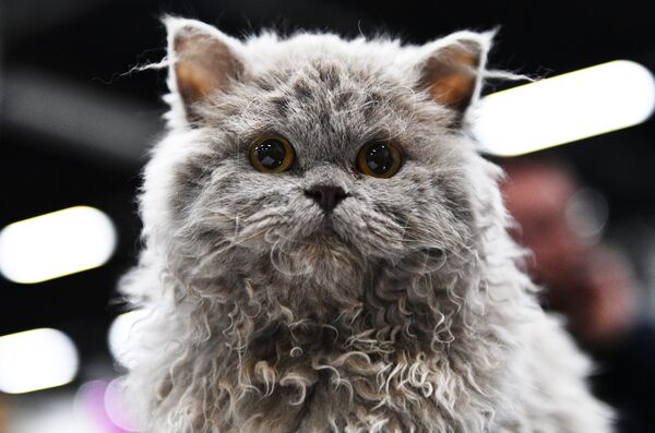 Выставка котят КоШарики Шоу в Москве - Sputnik Армения