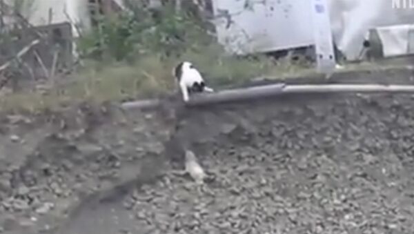 Кошка спасла щенка от неминуемой смерти - Sputnik Արմենիա