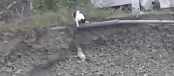 Кошка спасла щенка от неминуемой смерти Кошка спасла щенка от неминуемой смерти - Sputnik Армения