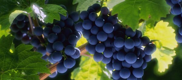 Виноград - Sputnik Армения