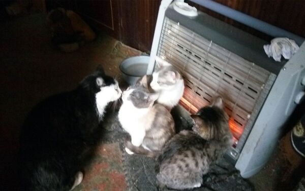 Գայանե Ենոքյանի տնակում բնակվող կատուները - Sputnik Արմենիա