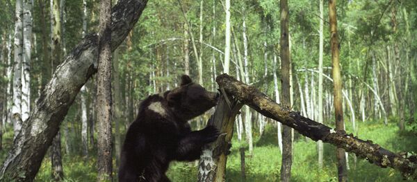 Бурый медведь в тайге Бурый медведь в тайге - Sputnik Армения