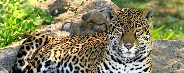 Леопард - Sputnik Армения