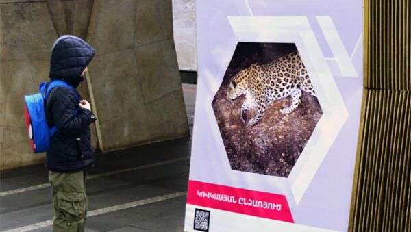 Выставка Король армянских гор – кавказский леопард  в армянском метро - Sputnik Արմենիա
