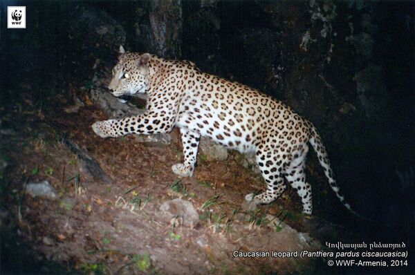 Кавказский Леопард  - Sputnik Армения