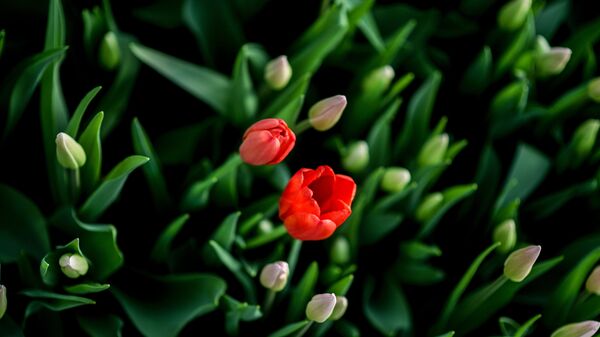 Ծաղիկներ - Sputnik Արմենիա