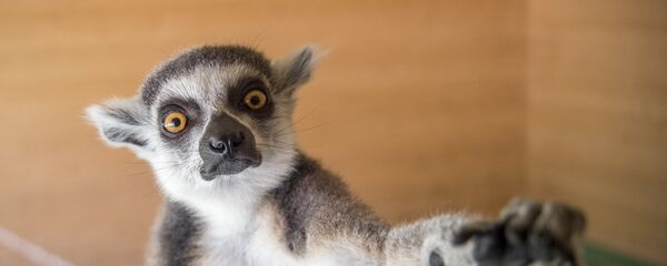 Մեր կրտսեր եղբայրները. վանդակից այն կողմ - Sputnik Արմենիա