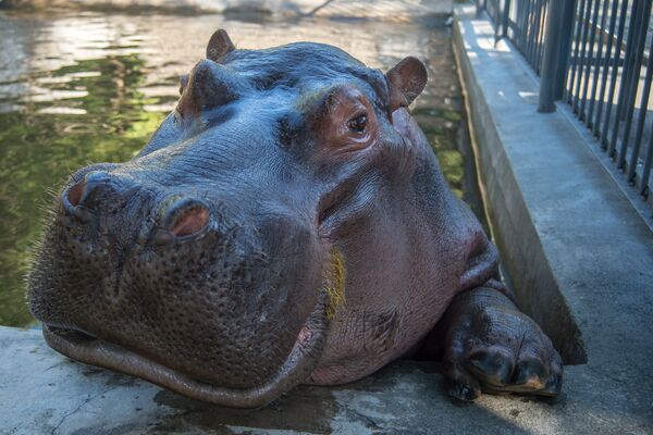 Зоопарк Зоопарк - Sputnik Արմենիա