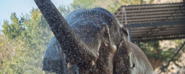 Зоопарк Зоопарк - Sputnik Армения