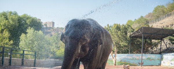 Зоопарк - Sputnik Армения