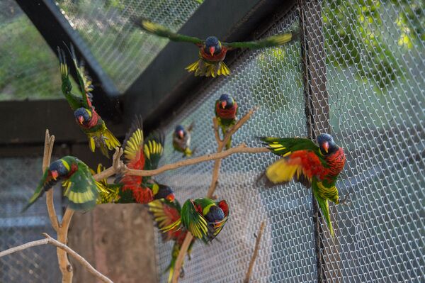 Зоопарк Зоопарк - Sputnik Արմենիա