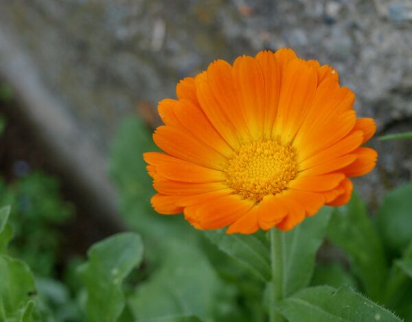 Календула Календула - Sputnik Արմենիա