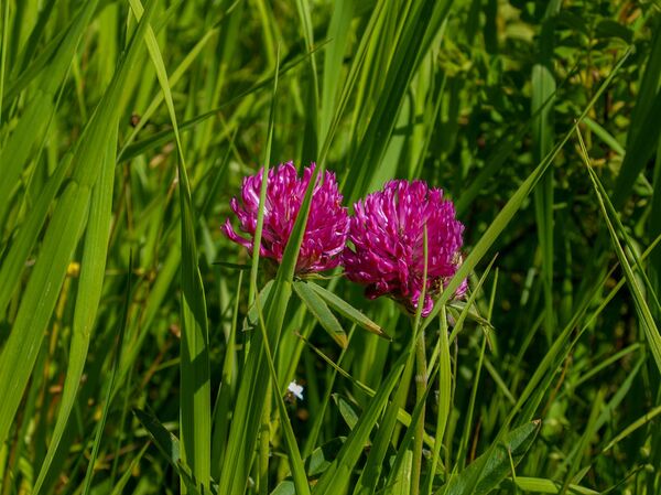 Клевер луговой Клевер луговой - Sputnik Արմենիա