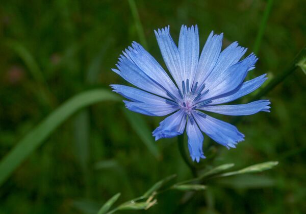 Цикорий Цикорий - Sputnik Արմենիա