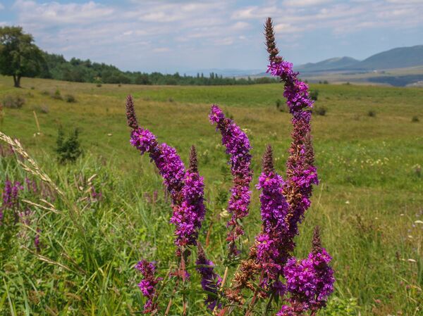 Шалфей Шалфей - Sputnik Արմենիա