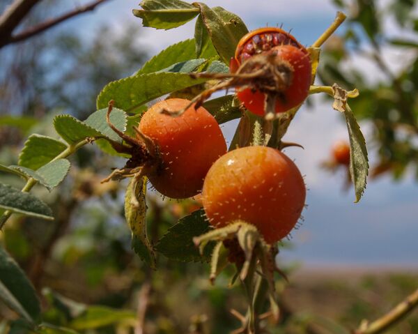 Шиповник Шиповник - Sputnik Արմենիա