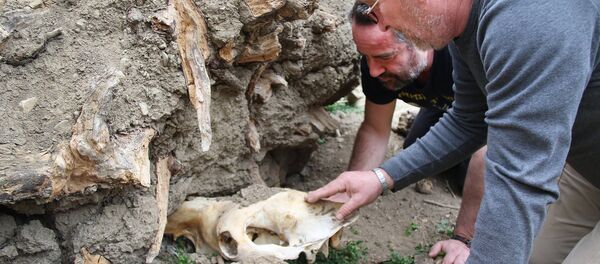 Директор Тбилисского зоопарка Зураб Гуриелидзе Директор Тбилисского зоопарка Зураб Гуриелидзе - Sputnik Армения