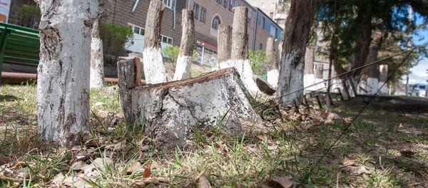 Вырубка деревьев в Давташене - Sputnik Армения