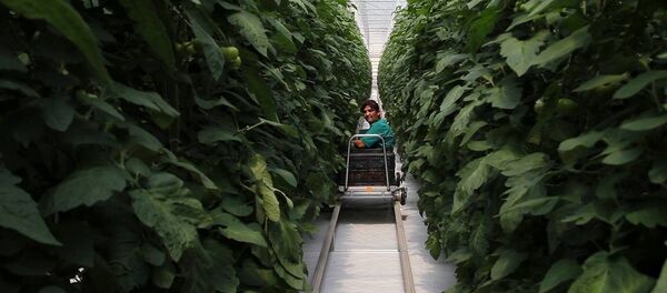 Նախագահ Սարգսյանն այցելել է ջերմոցներ և պահածոների գործարան - Sputnik Արմենիա