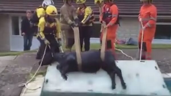Спасатели вытащили корову из деревенского бассейна - Sputnik Արմենիա