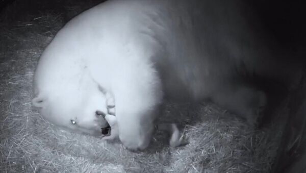 Первые кадры родившихся в Австралии белых медвежат  - Sputnik Армения