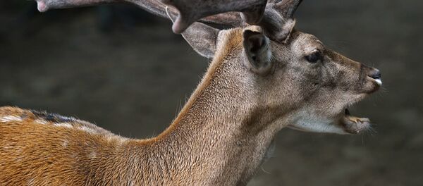 Европейская лань - Sputnik Արմենիա