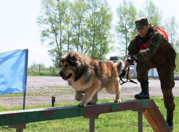 конкурс Верный друг  - Sputnik Армения