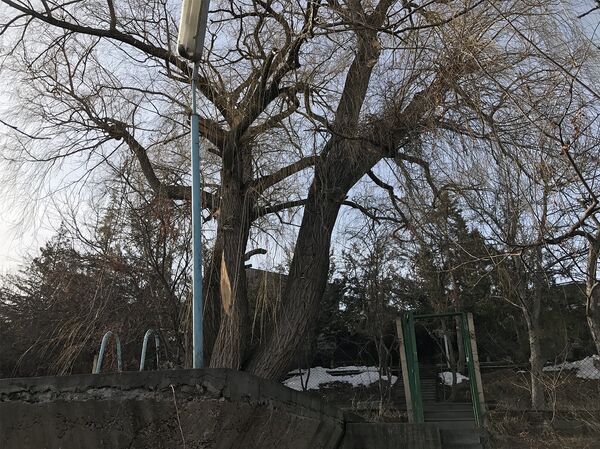 Посаженная Паруйром Севаком ива. Дом-музей Паруйра Севака - Sputnik Армения