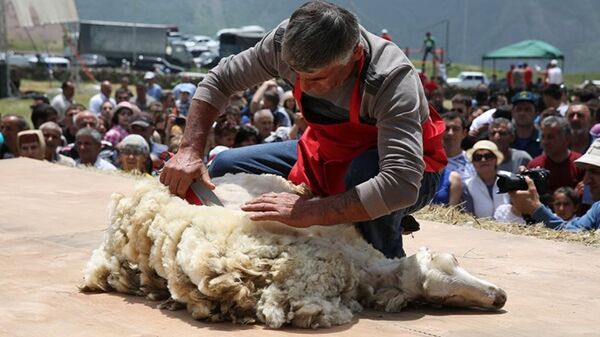 Фестиваль Стрижка овец - Sputnik Արմենիա