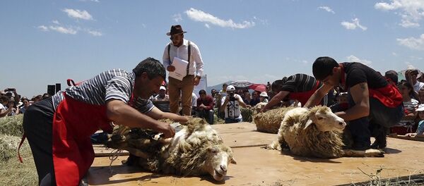 «Ոչխարների խուզում» փառատոնի ընթացքում ընտրեցին լավագույն խուզողին«Ոչխարների խուզում» փառատոնի ընթացքում ընտրեցին լավագույն խուզողին «Ոչխարների խուզում» փառատոնի ընթացքում ընտրեցին լավագույն խուզողին«Ոչխարների խուզում» փառատոնի ընթացքում ընտրեցին լավագույն խուզողին - Sputnik Արմենիա